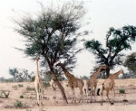 girafe_niger.jpg