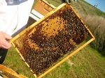 abeille.jpg