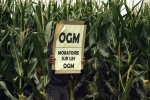 ogm.jpg