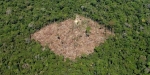 déforestation.jpg