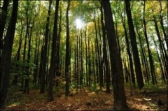 forêt.jpg