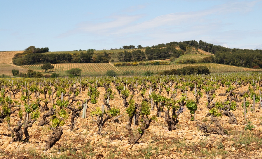 Chateauneuf-Pape-shutterstock.jpg