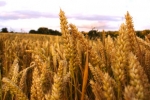blé.jpg