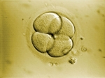embryon.jpg