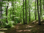 foret.jpg