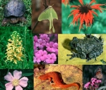 biodiversite.jpg