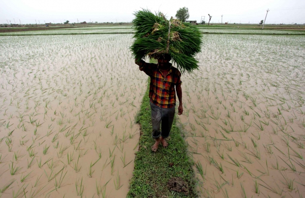 La mousson est finalement arrivée dans l'Etat indien du Gujarat, où les agriculteurs redoutaient une possible sécheresse. Ici un agriculteur dans son champ le 19 juillet 2014 Ajid Solanki ap sipa.jpg