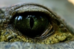 Crocodile.jpg